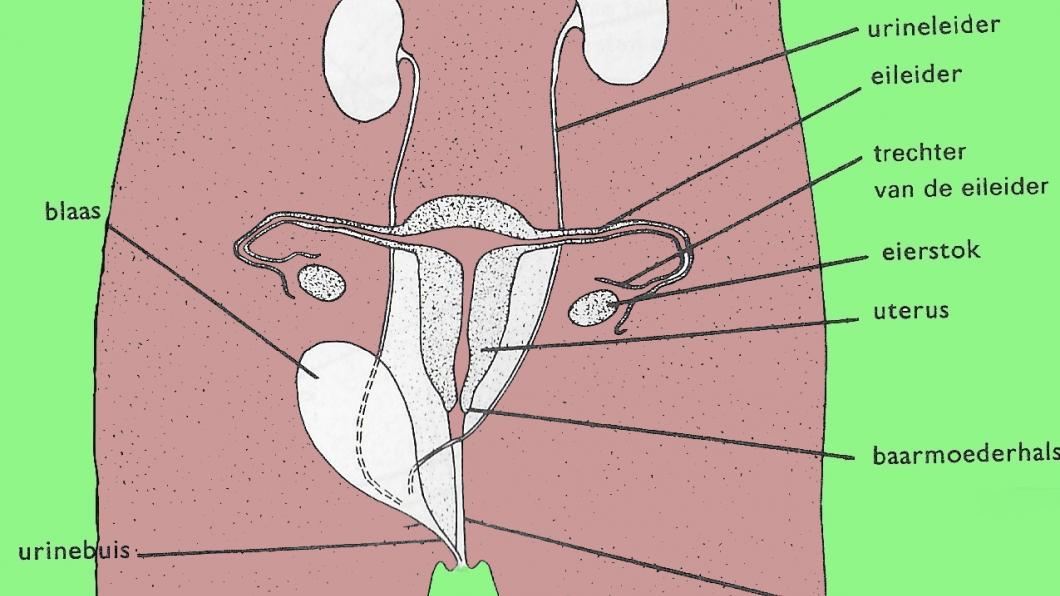 Doorsnede van menselijk vrouwelijk onderlichaam zoals in biologieboek