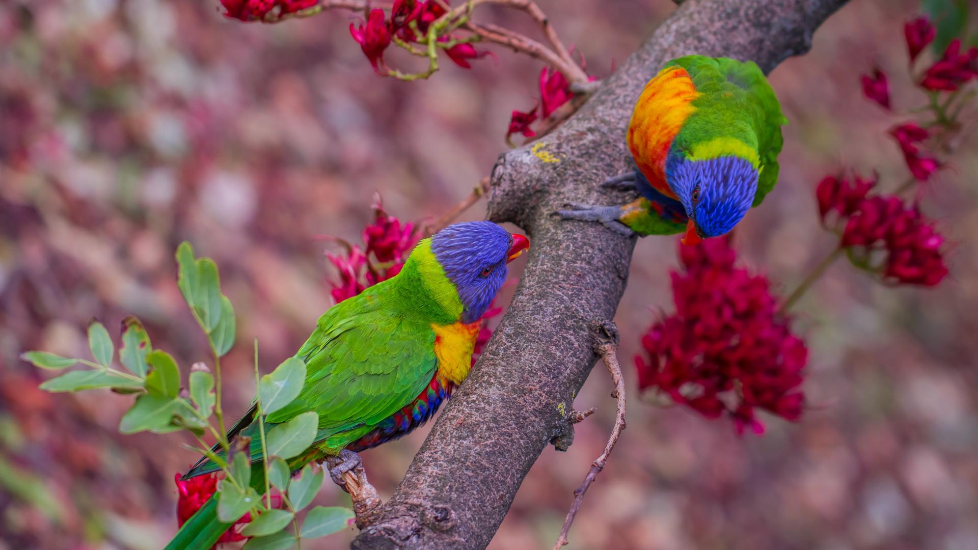 Foto van veelkluerige vogels